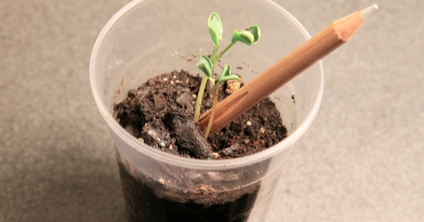 Sprout: el lápiz que se convierte en planta cuando lo desechas