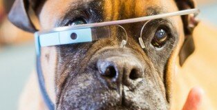 Fuente Imagen: http://gglassday.com/wp-content/uploads/2013/07/google_glass_dog-660x350.jpg